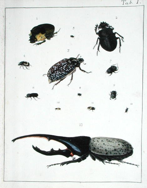 Erilaisia kovakuoriaisia, levy I 