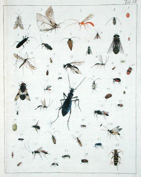 Erilaisia hyönteisiä, levy VII 