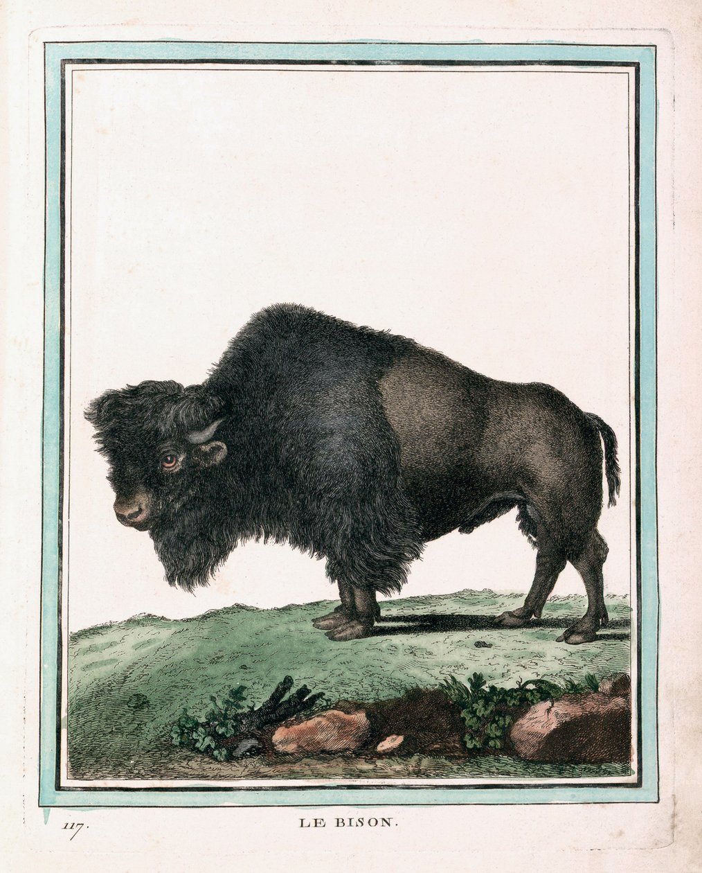 American Buffalon antiikkiprintti tekijältä Georges Louis Leclerc