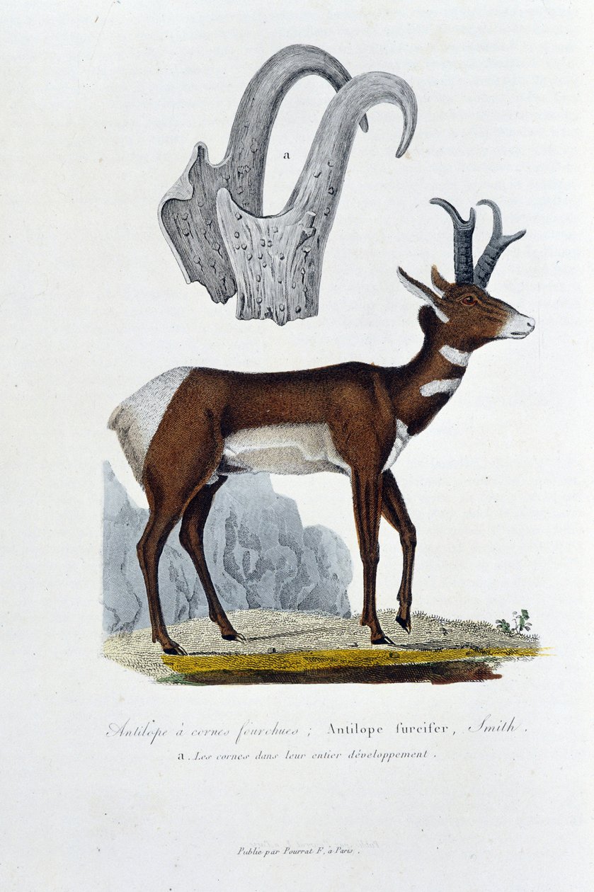 Natural History Board: Eläintieteen lautakunta, joka edustaa Spanked Antilooppia; Furcifer-antilooppi, Smith. a. Sarvet koko kehityksessään - luonnontieteilijä Georges Louis Leclercin, Buffonin kreivin (1707 - 1788) "" Complete Works of Buffon" -kirjassa.  tekijältä Georges Louis Leclerc