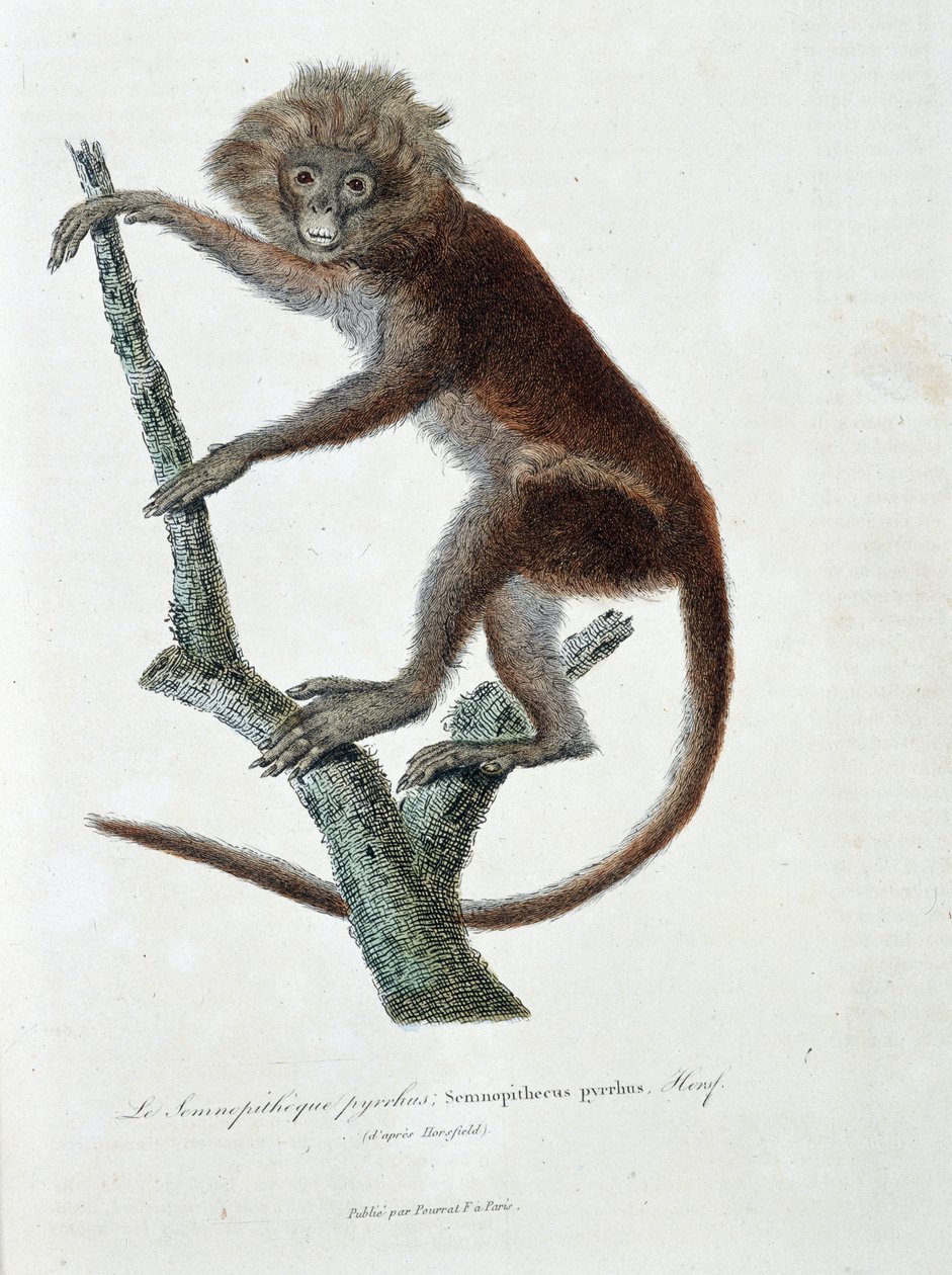 Luonnonhistoriallinen levy: Semnopitheque pyrrhusia kuvaava eläintieteellinen levy; Semnopithecus pyrrhus (Horsfieldistä) - luonnontieteilijä Georges Louis Leclercin, Buffonin kreivin (1707 - 1788) teoksessa "" Completely Works of Buffon". Kaiverrus vuodel tekijältä Georges Louis Leclerc