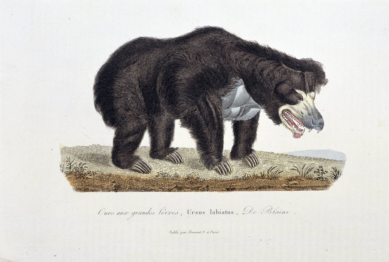 Luonnonhistoriallinen levy: Eläintieteelliset levyt, jotka kuvaavat karhua, jolla on suuret huulet, Ursus labiatus, De Blaini - luonnontieteilijä Georges Louis Leclercin, Buffonin kreivin (1707 - 1788) teoksessa "" Buffonin valmiit". Kaiverrus vuodelta 183 tekijältä Georges Louis Leclerc