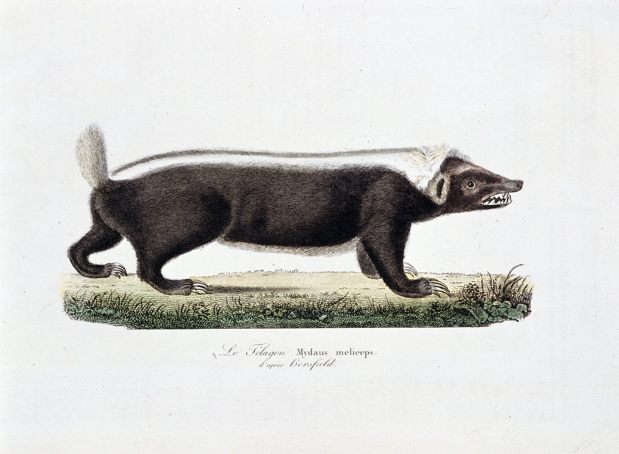 Natural History Plate: Eläintieteelliset taulut, jotka kuvaavat Le Telagonia, Mydaus meliceps d
