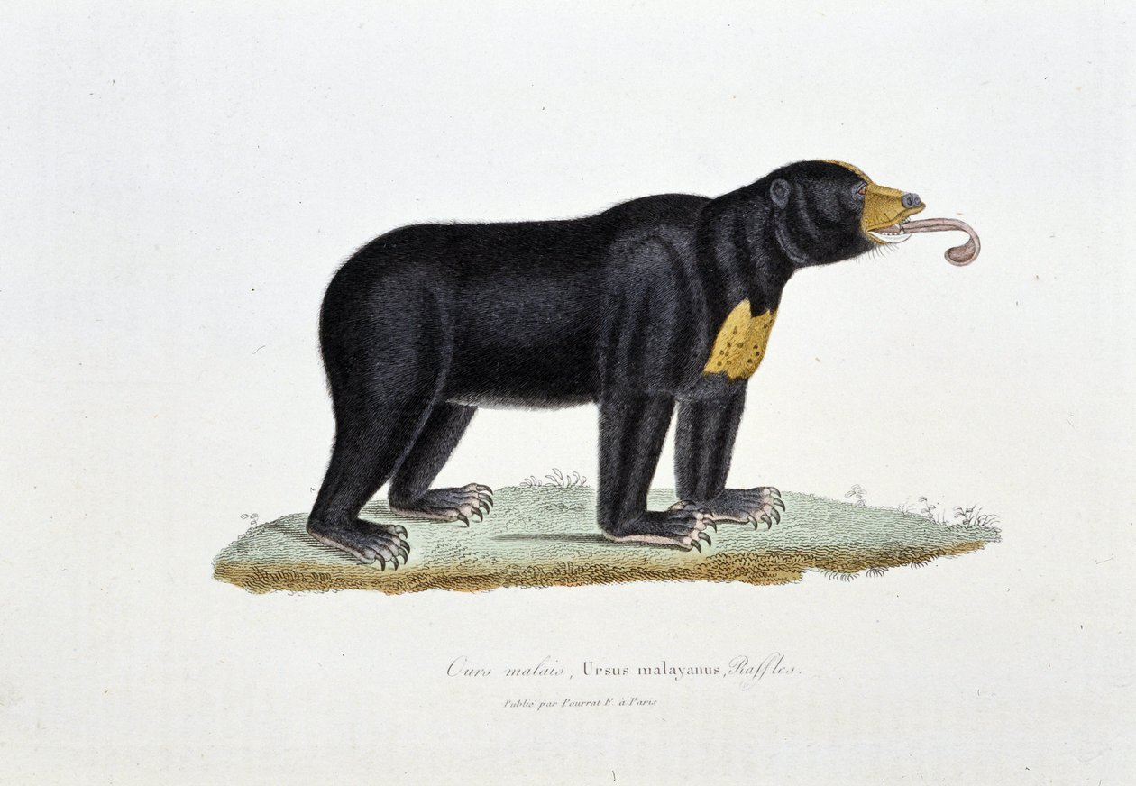 Luonnonhistoriallinen levy: Eläintieteelliset taulut, joissa on kuvattu Malesian karhu, Ursus malayanus, Faffles - luonnontieteilijä Georges Louis Leclercin, Buffonin kreivin (1707 - 1788) "" Buffonin teoksissa". Kaiverrus vuodelta 1837. tekijältä Georges Louis Leclerc