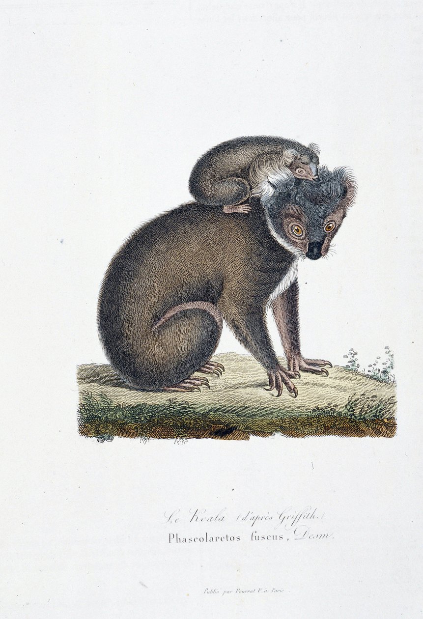 Luonnonhistoriallinen levy: Koalaa (Griffithin jälkeen) edustava eläintieteellinen taulu, Phascolarctos Fuscus - luonnontieteilijä Georges Louis Leclercin, Buffonin kreivin (1707 - 1788) teoksessa "" Completes of Buffon"". Kaiverrus vuodelta 1837. tekijältä Georges Louis Leclerc