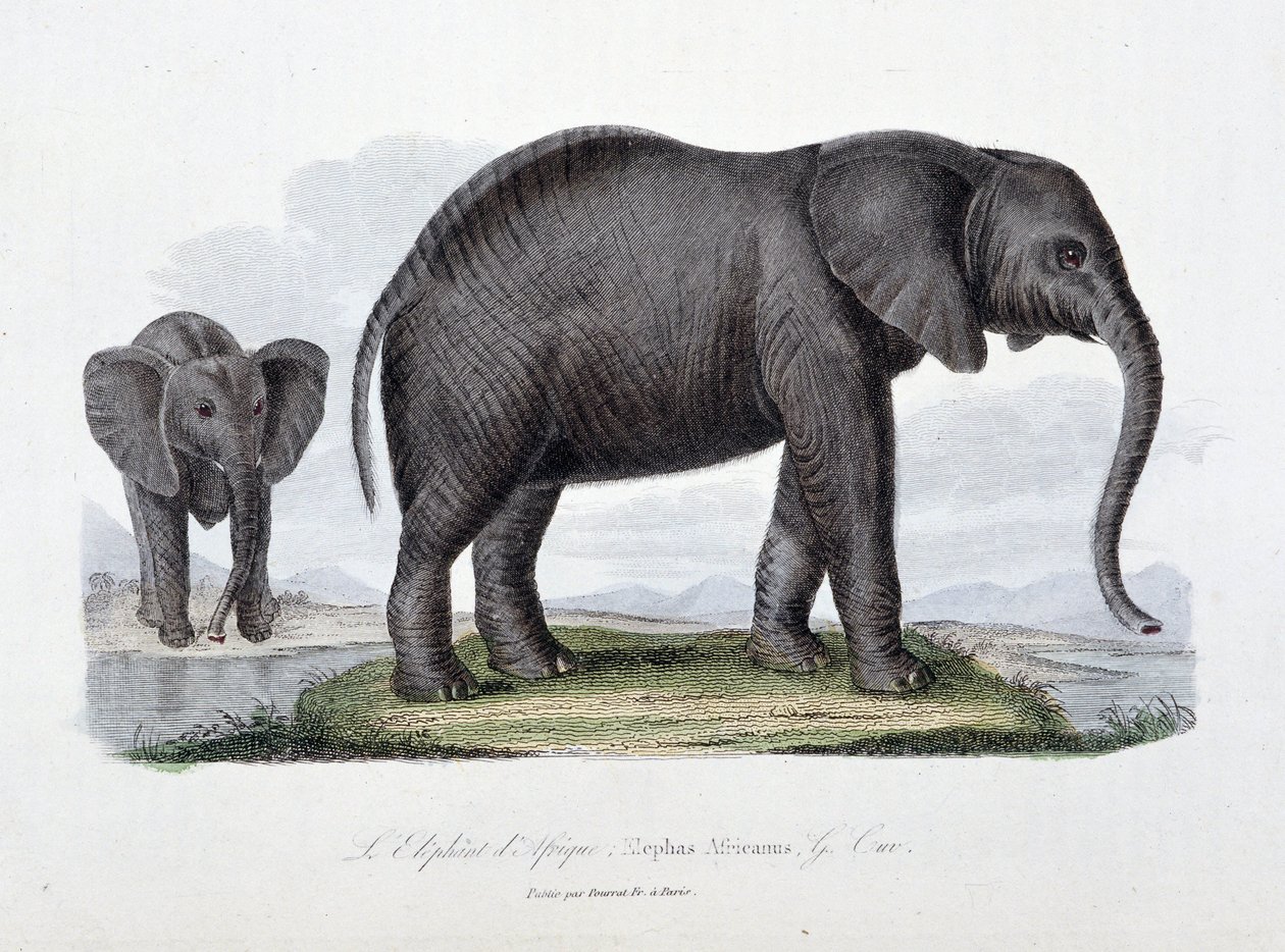 Natural History Plate: eläintieteellinen taulu, joka edustaa afrikkalaista norsua; Elephas Africanus - luonnontieteilijä Georges Louis Leclercin, Buffonin kreivin (1707 - 1788) teoksessa "Buffonin valmiit". Kaiverrus vuodelta 1837. tekijältä Georges Louis Leclerc
