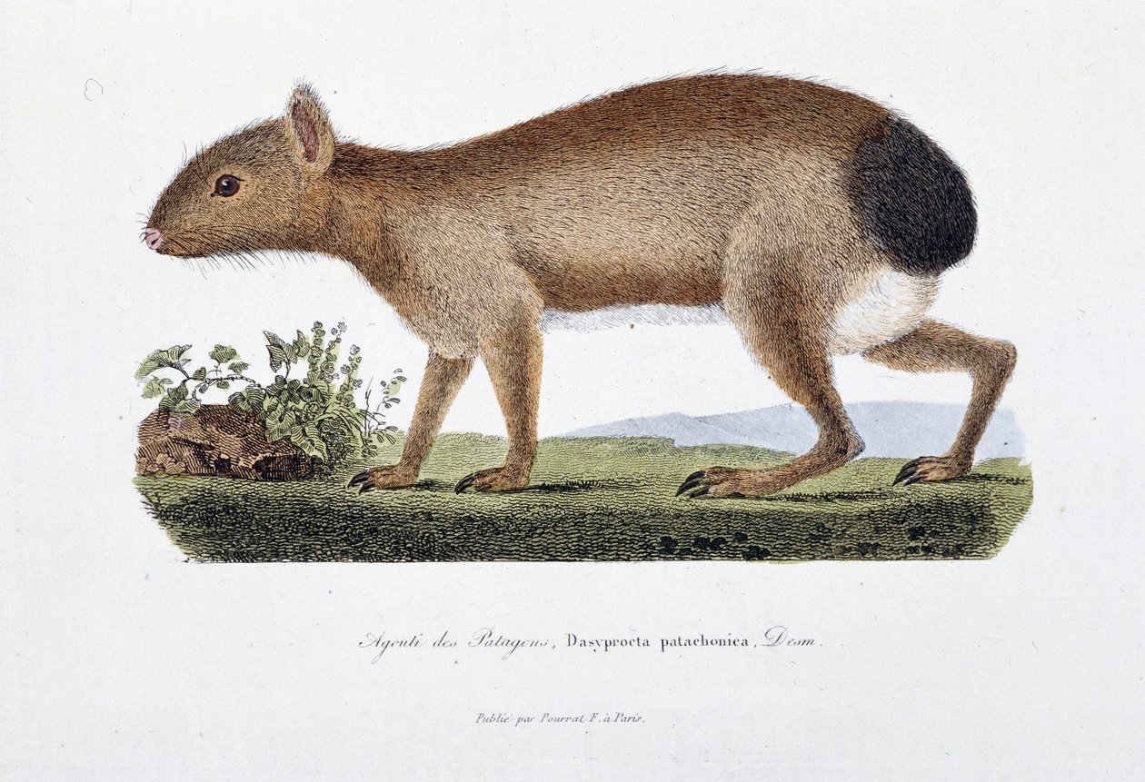Natural History Plate: Zoologinen taulu, joka edustaa Agouti des Patagonsia, Dasyprocta patachonica - luonnontieteilijä Georges Louis Leclercin, Buffonin kreivin (1707 - 1788) teoksessa "Buffonin täydelliset teokset". Kaiverrus vuodelta 1837. tekijältä Georges Louis Leclerc