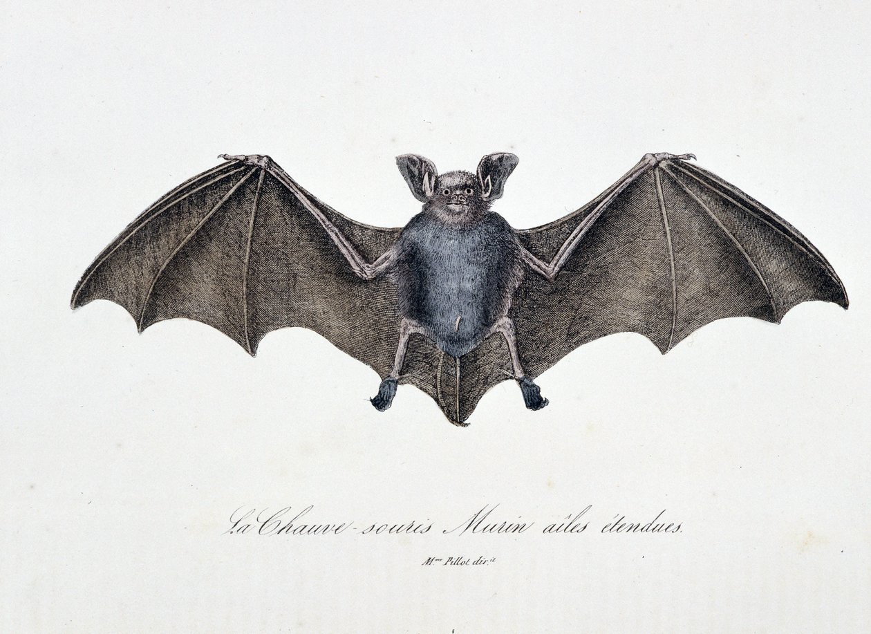 Luonnonhistoriallinen levy: Zoologinen taulu, joka edustaa Bat Murinin pidennettyjä siipiä – luonnontieteilijä Georges Louis Leclercin, Buffonin kreivin (1707 - 1788) teoksessa "Buffonin teokset". Kaiverrus vuodelta 1837. tekijältä Georges Louis Leclerc