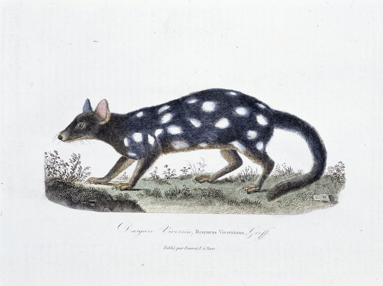 Natural History Plate: Zoologinen taulu, joka edustaa Dasyure Viverriniä, Dasyurus Viverrinusta - luonnontieteilijä Georges Louis Leclercin, Buffonin kreivin (1707 - 1788) teoksessa "" Completely Works of Buffon"". Kaiverrus vuodelta 1837. tekijältä Georges Louis Leclerc