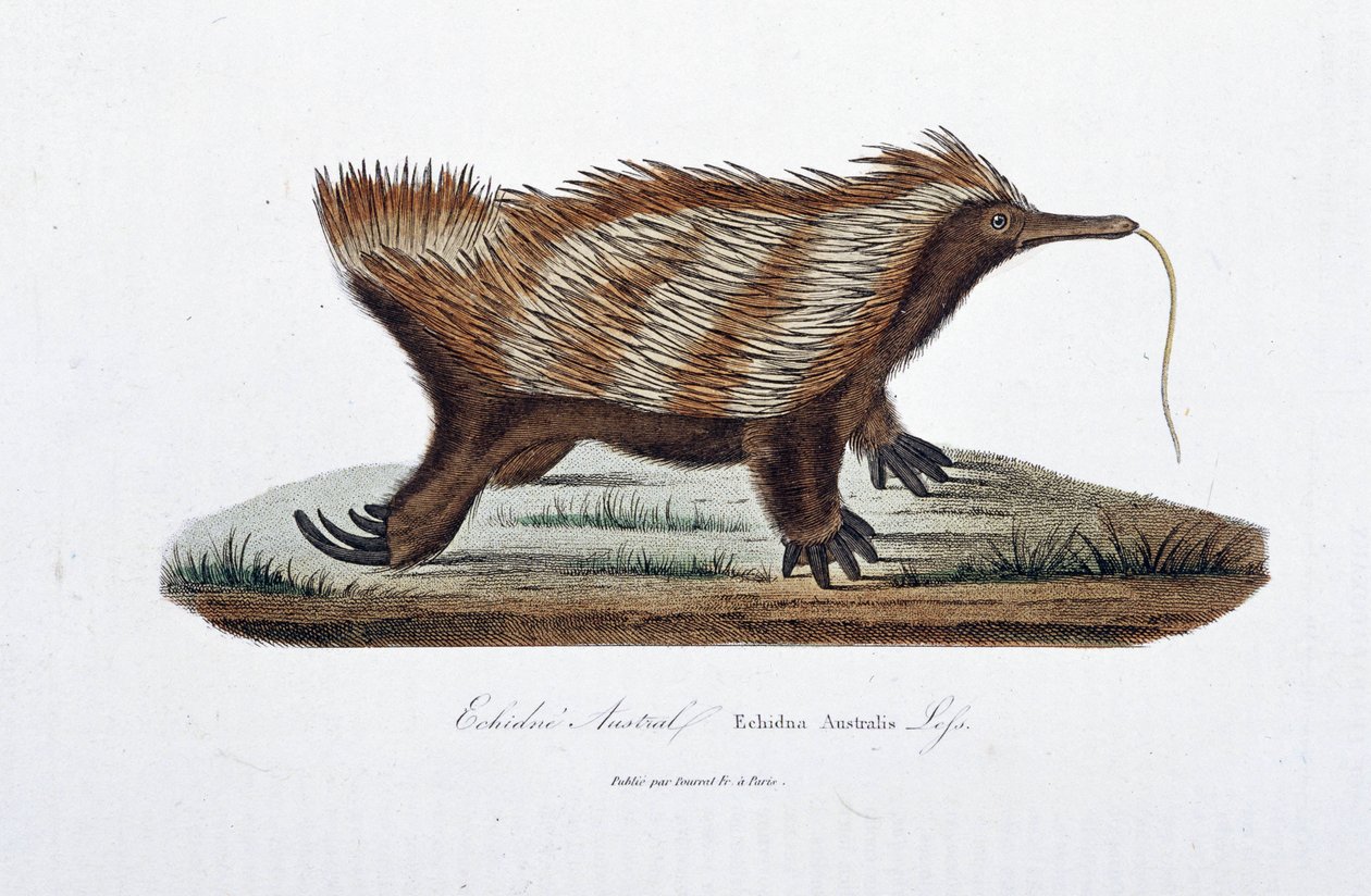 Natural History Plate: Echidne Australis (Echidna Australis) edustava eläintieteellinen taulu - luonnontieteilijä Georges Louis Leclercin, Buffonin kreivin (1707 - 1788) teoksessa "Complete Works of Buffon". Kaiverrus vuodelta 1837. tekijältä Georges Louis Leclerc