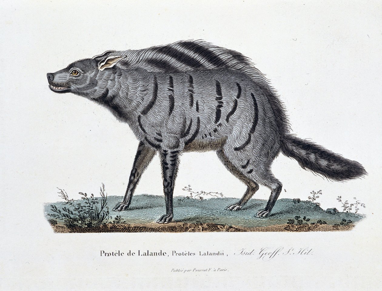 Natural History Plate: Protele de Lalande, Proteles Lalandii - eläintieteellinen lautakunta - luonnontieteilijä Georges Louis Leclercin, Buffonin kreivin (1707 - 1788) teoksessa "" Completely Works of Buffon"". Kaiverrus vuodelta 1837. tekijältä Georges Louis Leclerc