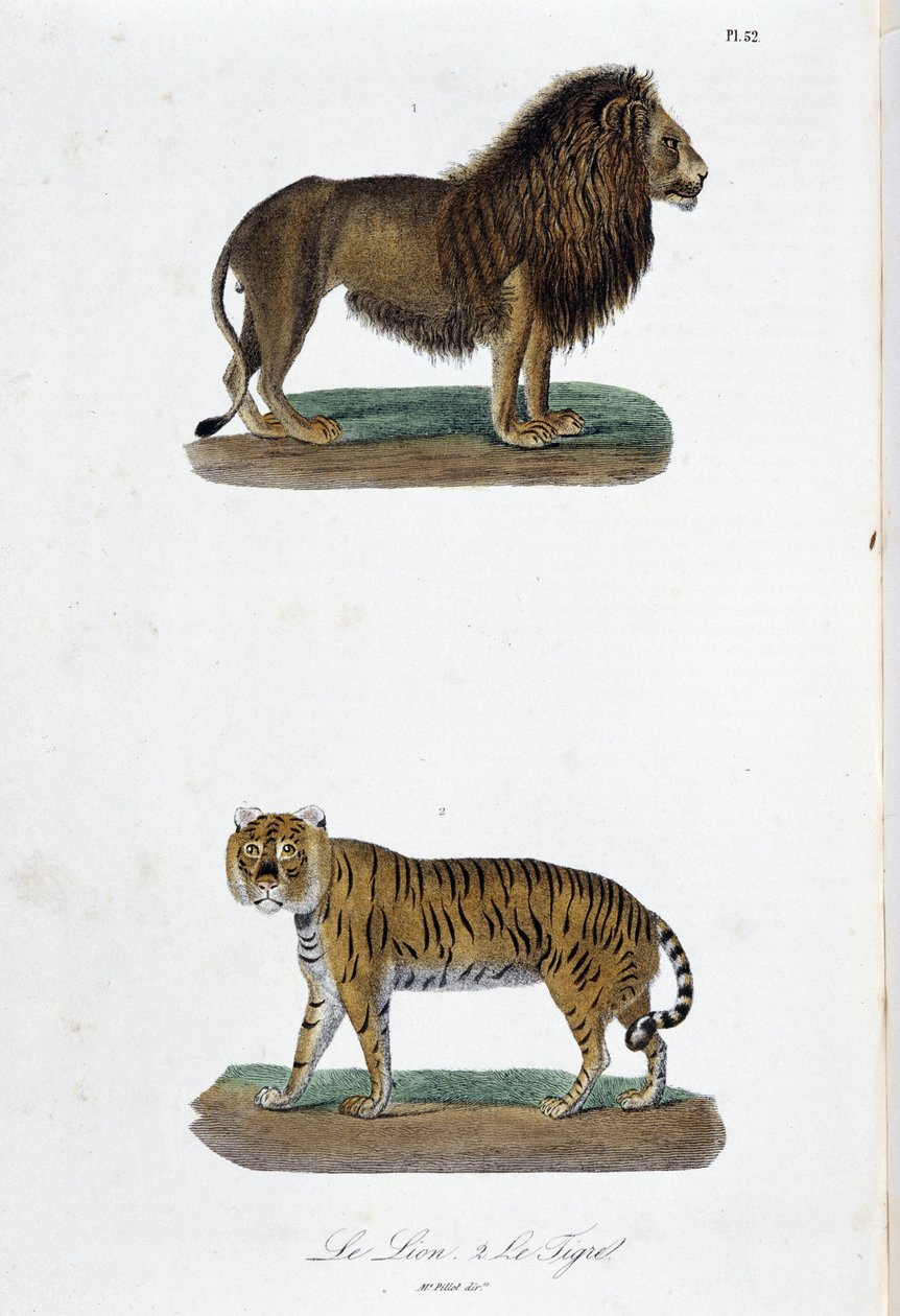 Natural History Plate: Eläintieteelliset taulut, jotka edustavat leijonaa ja tiikeriä – luonnontieteilijä Georges Louis Leclercin, Buffonin kreivin (1707 - 1788) teoksessa "" Completes of Buffon"". Kaiverrus vuodelta 1837. tekijältä Georges Louis Leclerc
