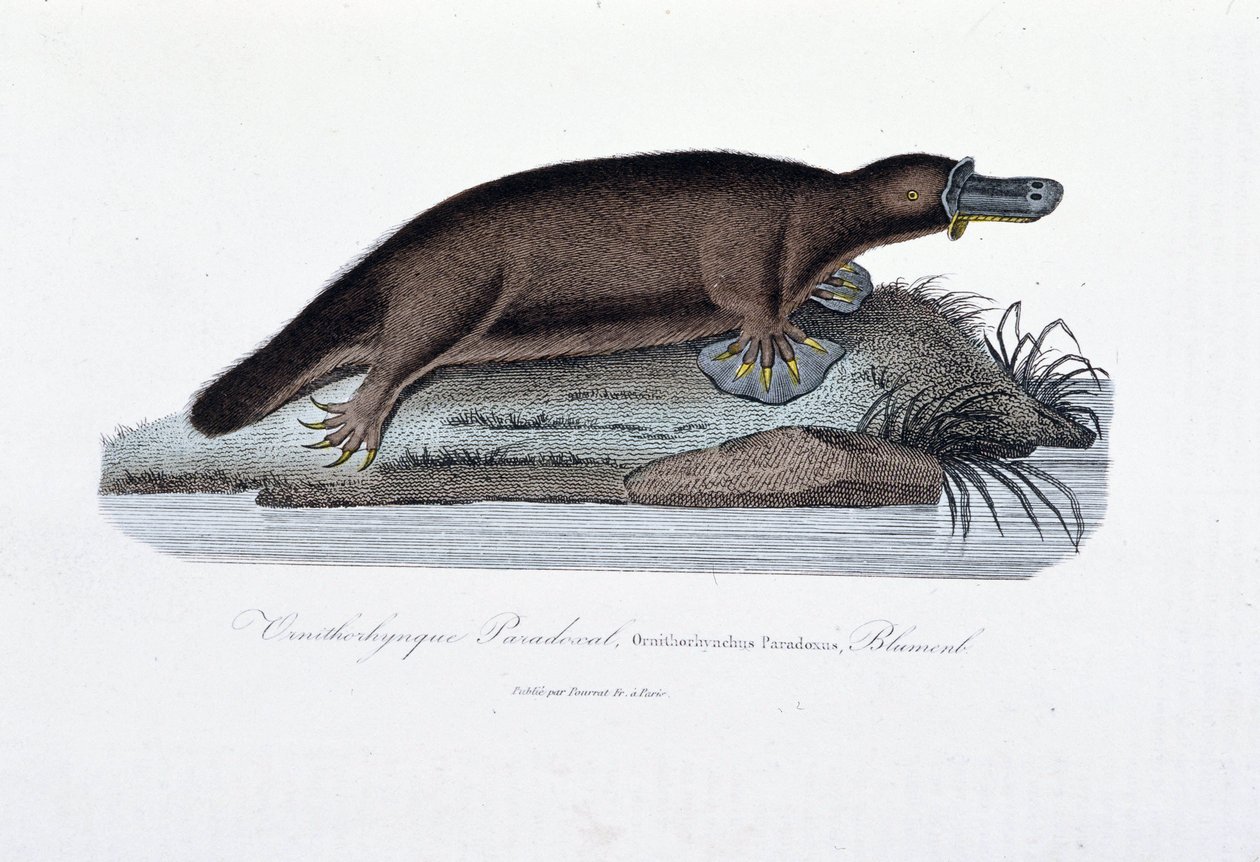 Luonnonhistoriallinen levy: Zoologinen taulu, joka edustaa ornithorync Paradoxal (Ornithorhynchus Paradoxux), Blumenb - luonnontieteilijä Georges Louis Leclercin, Buffonin kreivin (1707 - 1788) "" Buffonin teoksissa". Kaiverrus vuodelta 1837. tekijältä Georges Louis Leclerc