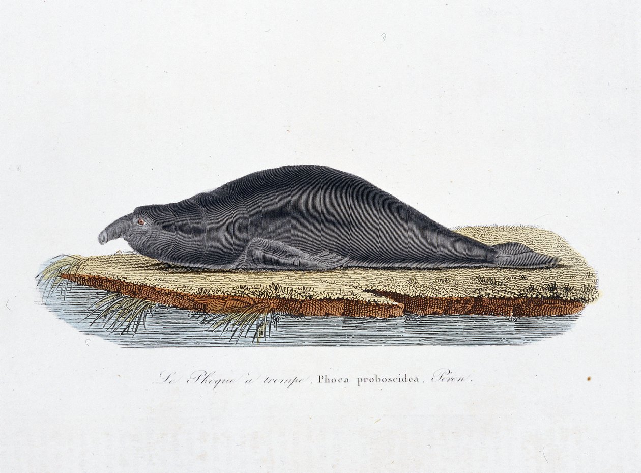 Luonnonhistoriallinen levy: Zoologinen taulu, joka edustaa hylkettä trompea, Phoca proboscidea, Peron - luonnontieteilijä Georges Louis Leclercin, Buffonin kreivin (1707 - 1788) teoksessa "" Completely Works of Buffon"". Kaiverrus vuodelta 1837. tekijältä Georges Louis Leclerc