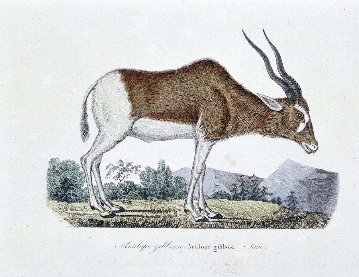 Natural History Plate: Zoologinen kartta, joka kuvaa Gibbous-antilooppia, Gibbosa-antilooppia, Savia - luonnontieteilijä Georges Louis Leclercin, Buffonin kreivin (1707 - 1788) teoksessa "" Completely Works of Buffon"". Kaiverrus vuodelta 1837. tekijältä Georges Louis Leclerc