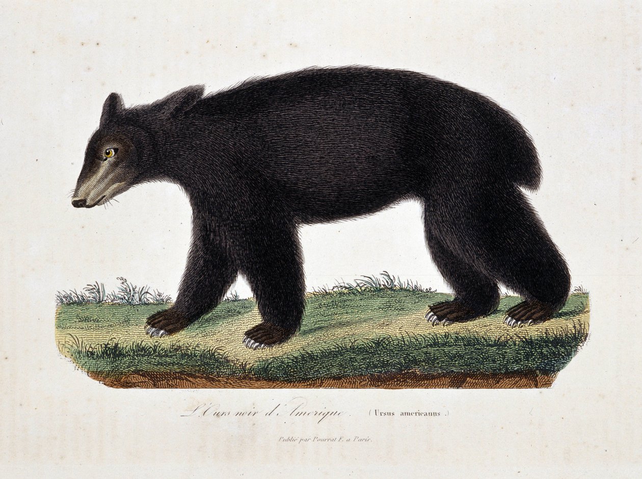 Luonnonhistoriallinen levy: Amerikan mustakarhua (Ursus americanus) kuvaava eläintieteellinen kartta luonnontieteilijä Georges Louis Leclercin, Buffonin kreivin (1707 - 1788) teoksessa "" Works of Buffon". Kaiverrus vuodelta 1837. tekijältä Georges Louis Leclerc