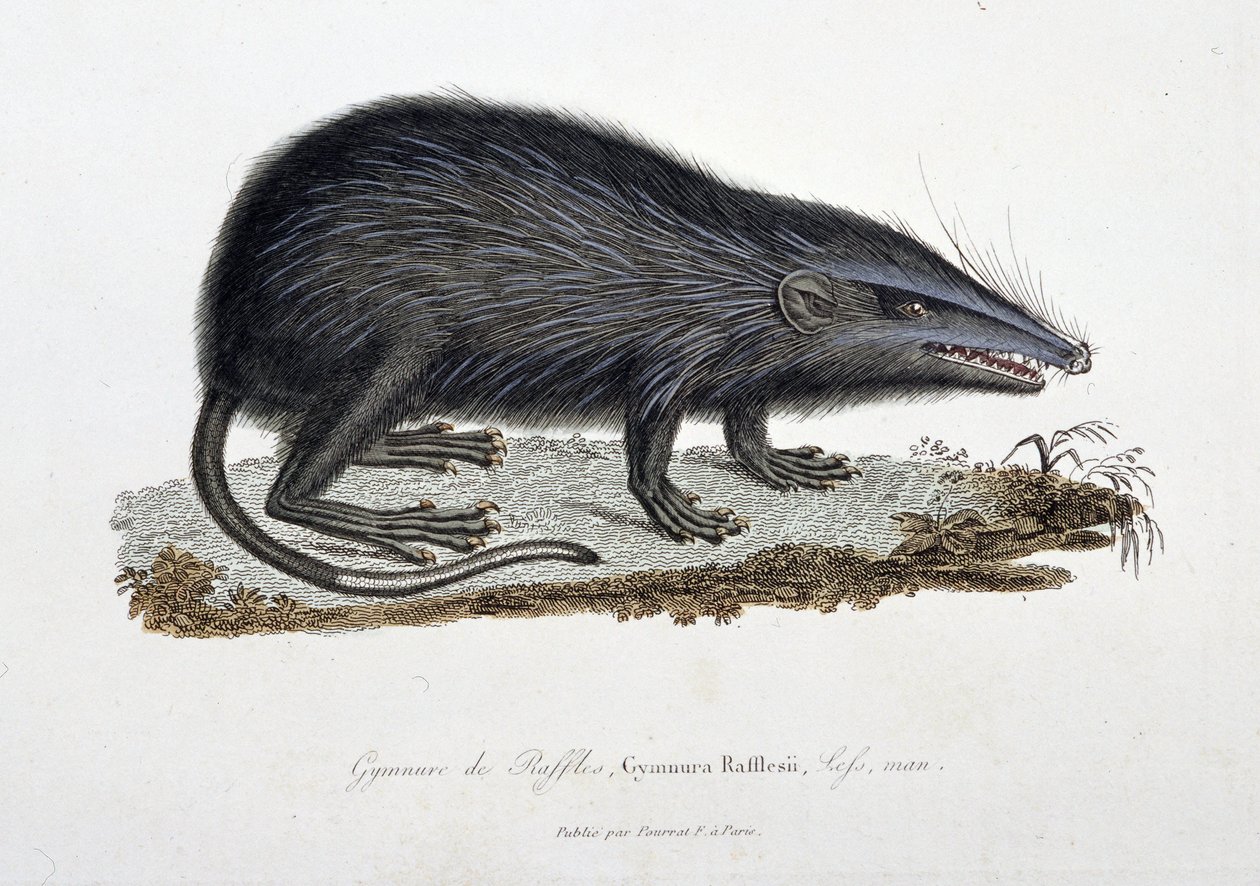 Natural History Plate: Zoologinen kartta, joka kuvaa The Gymnure of Raffles, Gymnura Rafflesii, Lefs, mies - luonnontieteilijä Georges Louis Leclercin, Buffonin kreivin (1707 - 1788) "" Buffonin valmiit" -kirjassa. Kaiverrus vuodelta 1837. tekijältä Georges Louis Leclerc