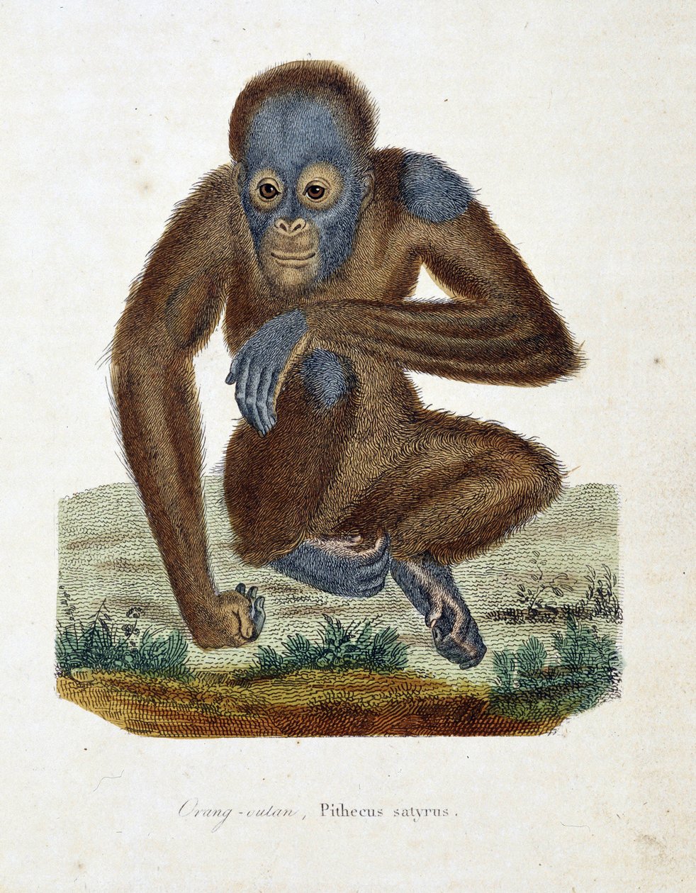 Luonnonhistoriallinen levy: Eläinkartta, jossa on Orang outan (orang outan, orang outang, orang outang), Pithecus satyrus - luonnontieteilijä Georges Louis Leclercin, Buffonin kreivin (1707 - 1788) teoksessa "Buffonin päätökset". Kaiverrus vuodelta 1837. tekijältä Georges Louis Leclerc