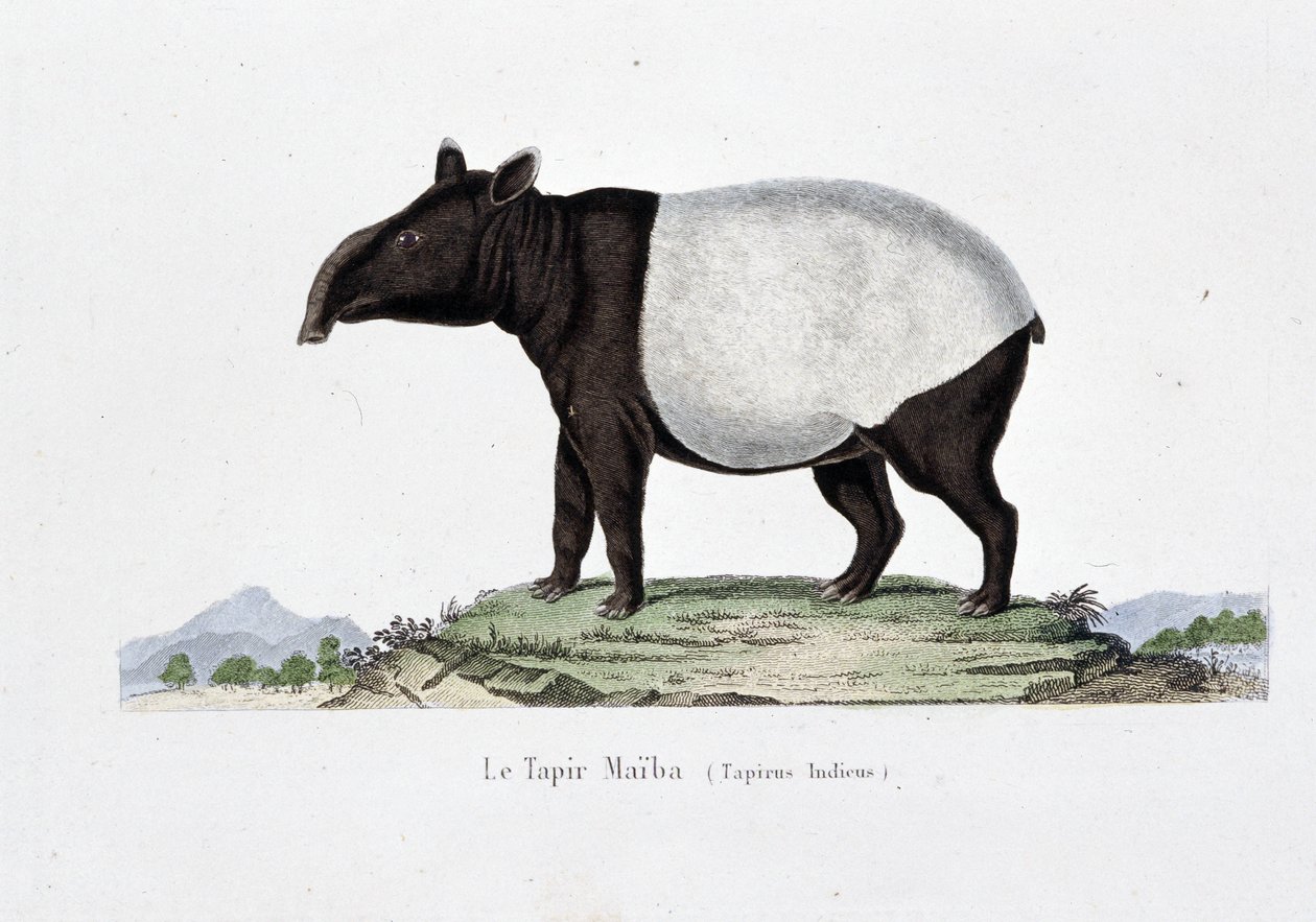 Luonnonhistoriallinen levy: Le Tapir Maibaa (Tapirus Indicus) edustava eläintieteellinen kartta - luonnontieteilijä Georges Louis Leclercin, Buffonin kreivin (1707 - 1788) "" Buffonin teoksissa"". Kaiverrus vuodelta 1837. tekijältä Georges Louis Leclerc