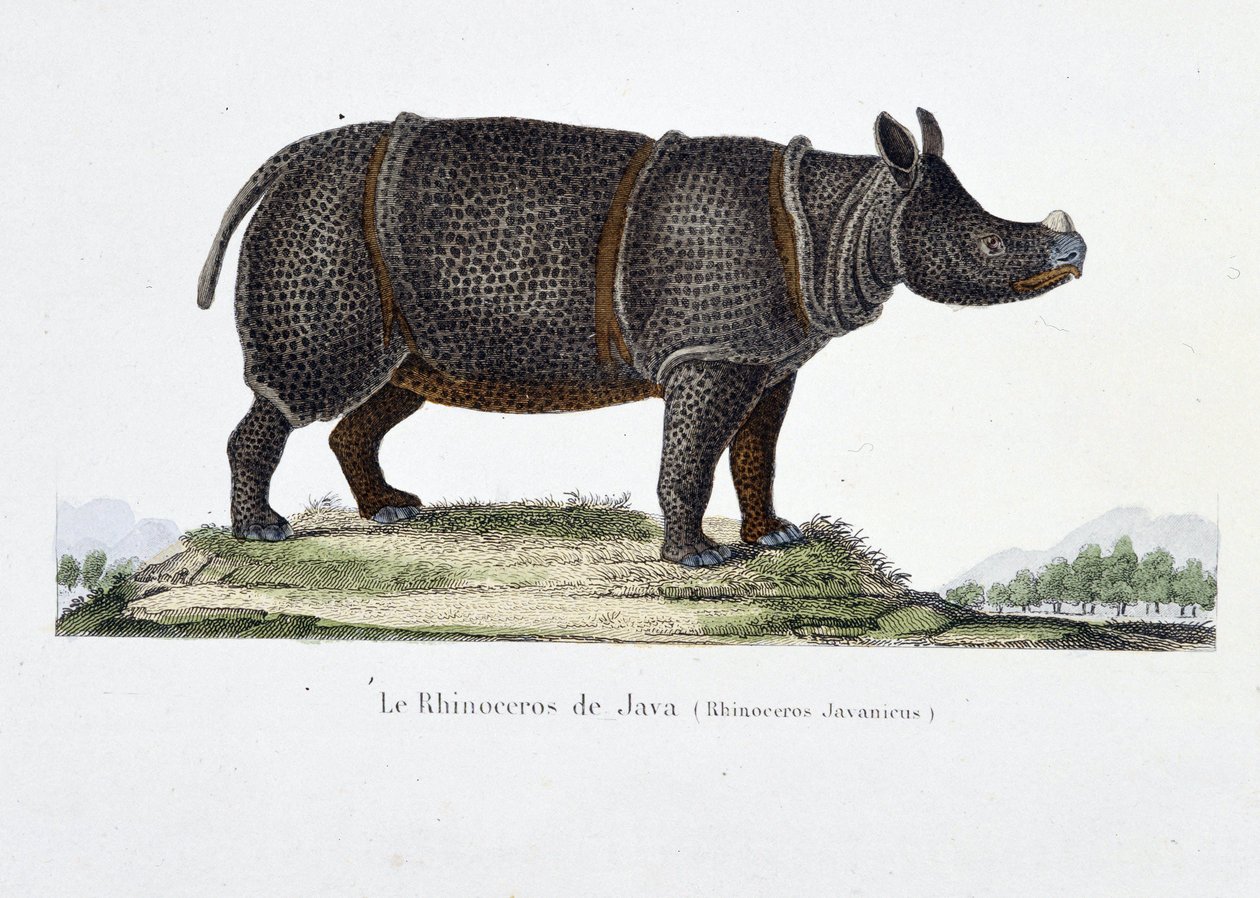 Natural History Plate: Zoologinen kartta, joka edustaa Jaavan sarvikuonoa (Rhinoceros Javanicus) - luonnontieteilijä Georges Louis Leclercin, Buffonin kreivin (1707 - 1788) "" Completely Works of Buffon" -kirjassa. Kaiverrus vuodelta 1837. tekijältä Georges Louis Leclerc