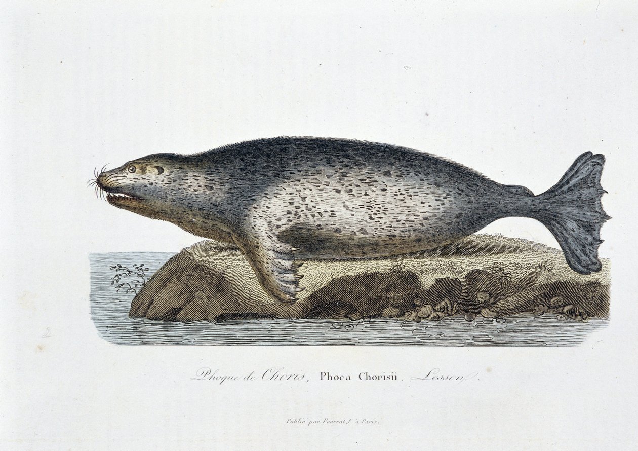 Luonnontieteellinen taulu: Zoologinen taulu, joka kuvaa Choriksen sinettiä, Phoca Chorisii, Oppitunti - luonnontieteilijä Georges Louis Leclercin, Buffonin kreivin (1707 - 1788) teoksessa "" Buffonin teokset"". Kaiverrus vuodelta 1837. tekijältä Georges Louis Leclerc