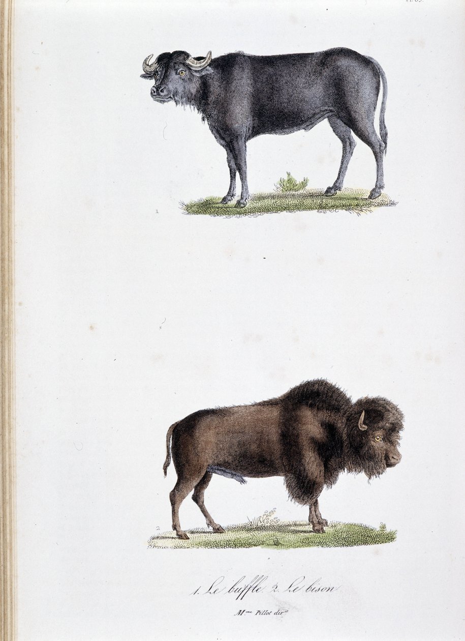 Luonnontieteellinen lautakunta: Eläintutkimuslautakunta, joka edustaa 1. Buffaloa ja kahta. Le bison - luonnontieteilijä Georges Louis Leclercin, Buffonin kreivin (1707 - 1788) teoksessa "Buffonin teokset"". Kaiverrus vuodelta 1837. tekijältä Georges Louis Leclerc