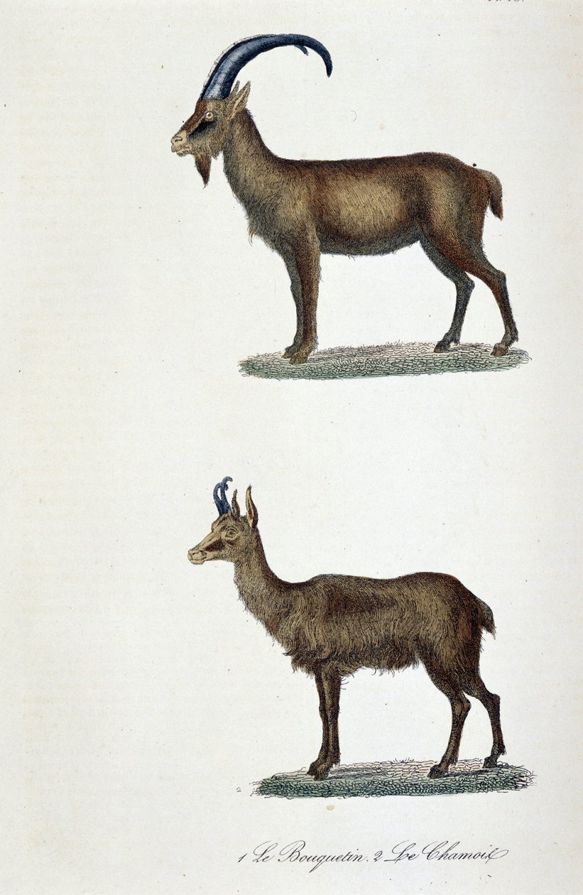 Luonnontieteellinen lautakunta: Eläintieteelliset taulut, jotka edustavat 1. Ibex ja 2. Le Chamois - luonnontieteilijä Georges Louis Leclercin, Buffonin kreivin (1707 - 1788) "" Completes de Buffon -kirjassa". Kaiverrus vuodelta 1837. tekijältä Georges Louis Leclerc