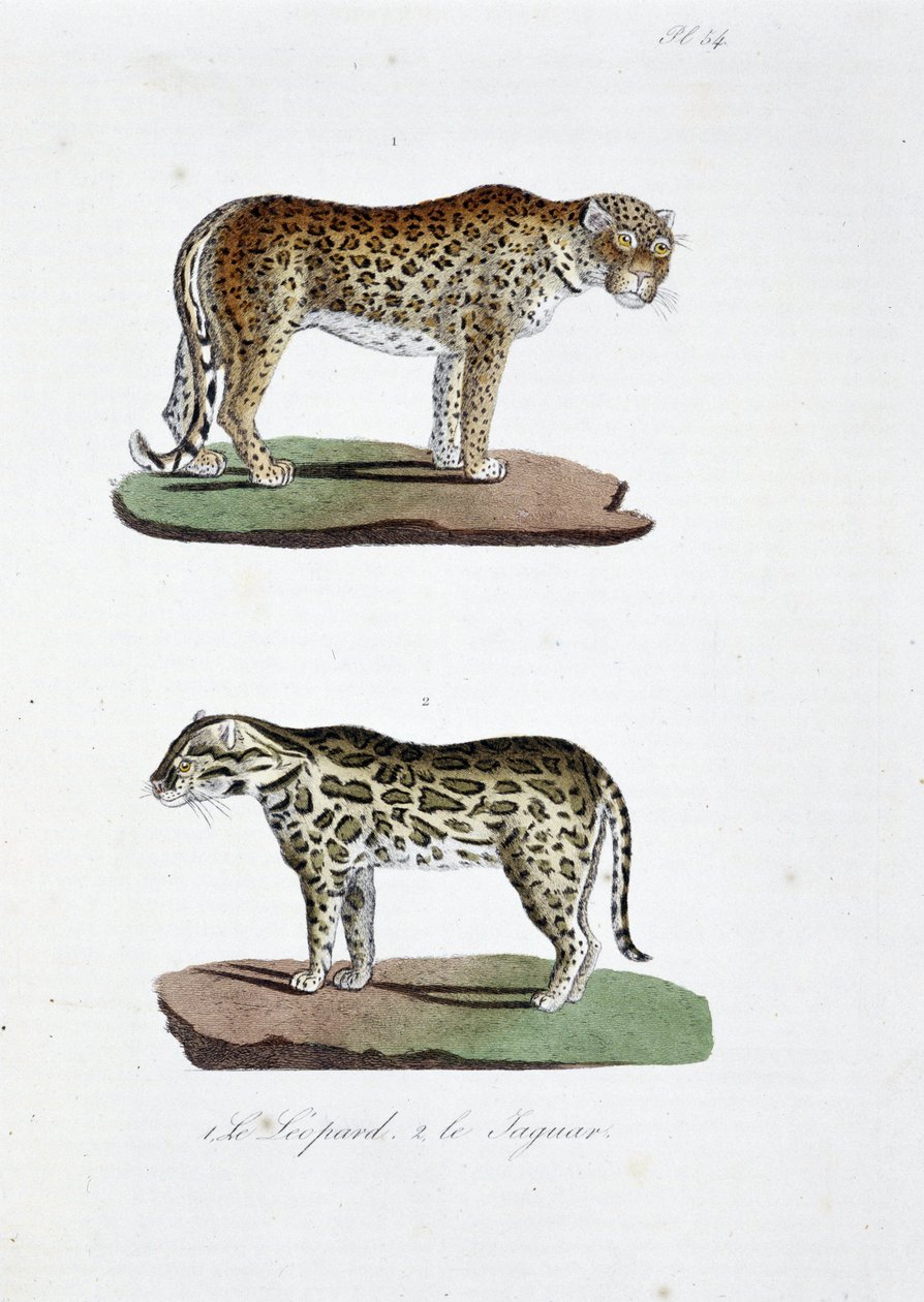 Luonnontieteellinen lautakunta: Eläintieteelliset lautakunnat, jotka edustavat 1. Leopardia ja 2. Le Jaguaria - luonnontieteilijä Georges Louis Leclercin, Buffonin kreivin (1707 - 1788) teoksessa "" Complete Works of Buffon"". Kaiverrus vuodelta 1837. tekijältä Georges Louis Leclerc
