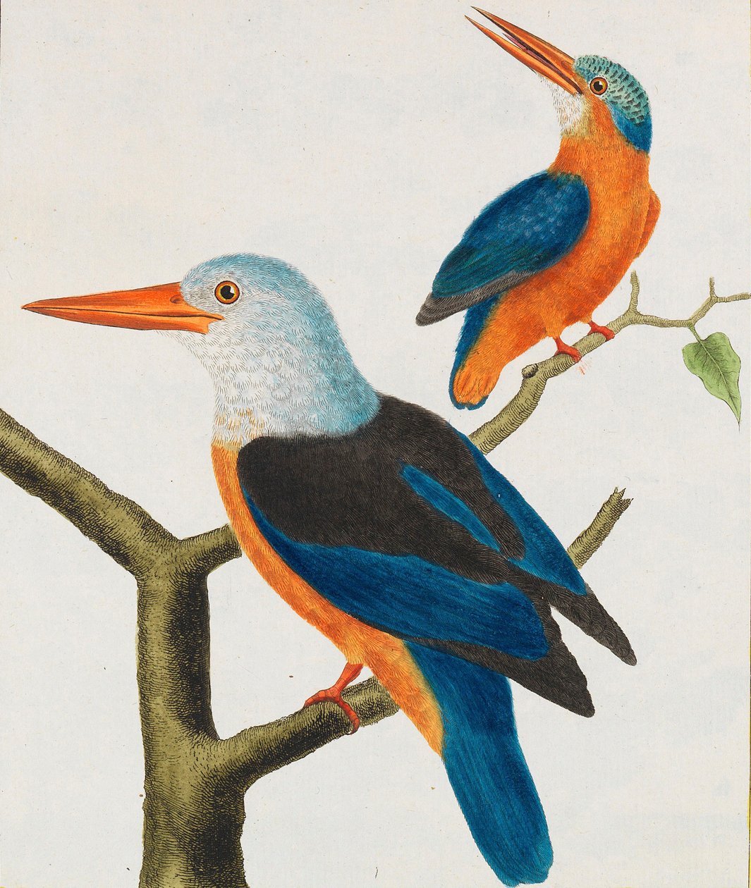 Luonnonhistoria. Linnut. Valaistut levyt, 1766-1782. tekijältä Georges Louis Leclerc de Buffon