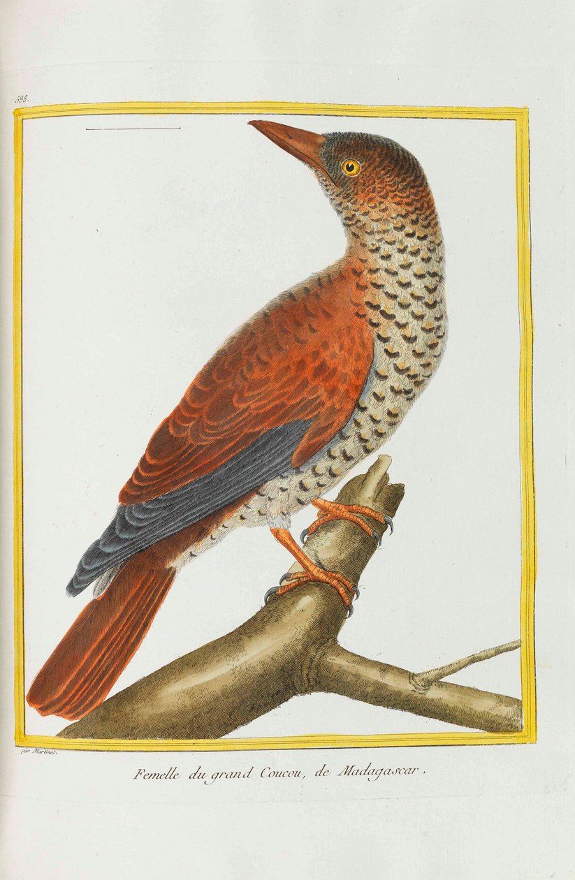 Luonnonhistoria. Linnut. Valaistut kilvet, 1782. tekijältä Georges Louis Leclerc de Buffon
