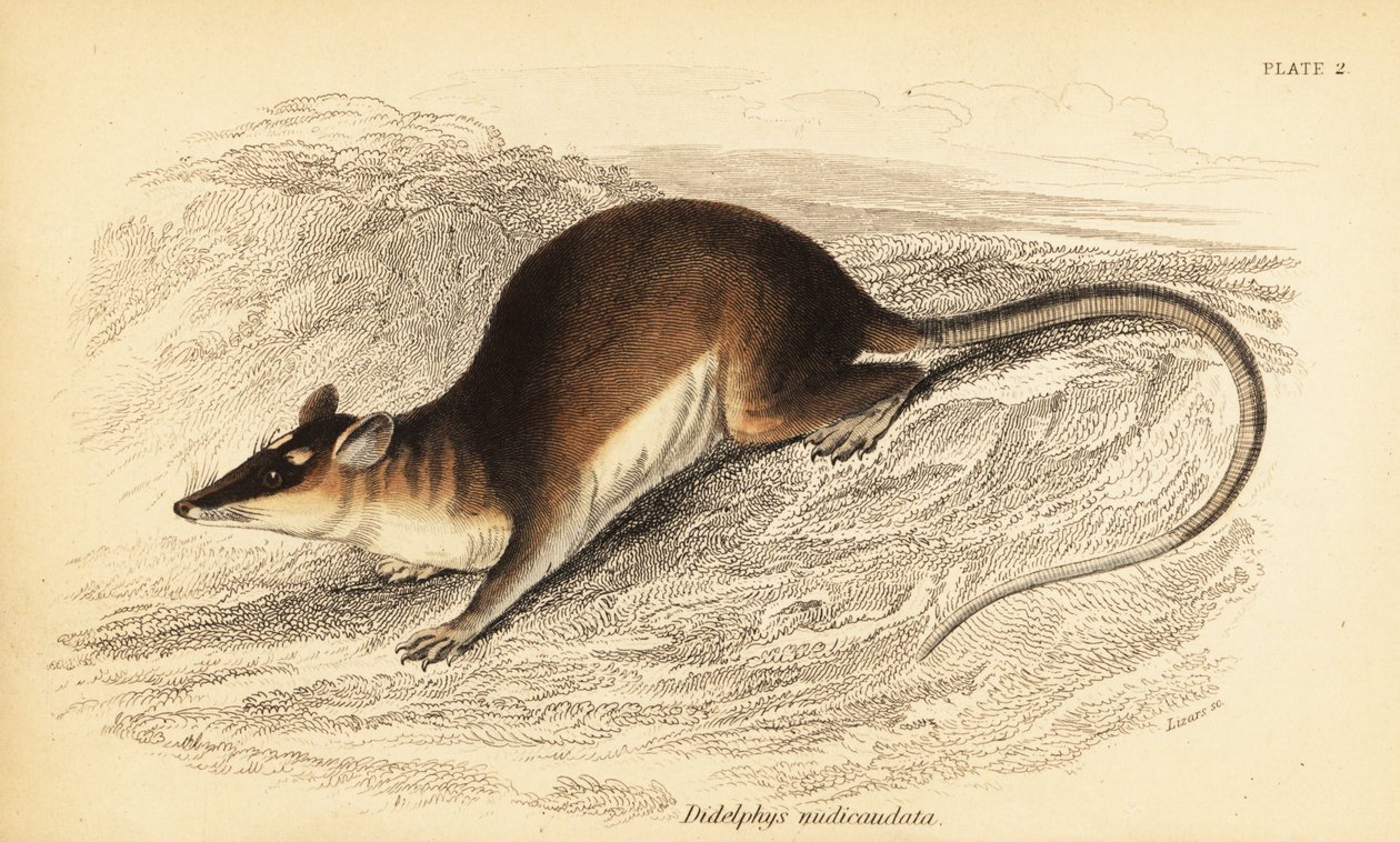Ruskea nelisilmäinen opossumi, Metachirus nudicaudatus. ,1841 (kaiverrus) tekijältä Georges Robert Waterhouse