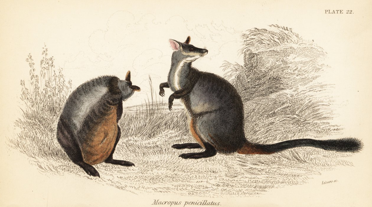 Brush-tailed rock-wallaby, Petrogale penicillata. ,1841 (kaiverrus) tekijältä Georges Robert Waterhouse