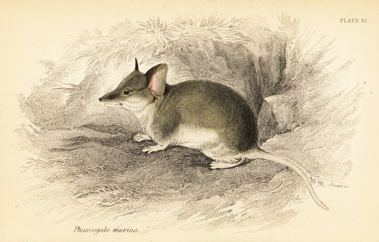 Tavallinen dunnart, Sminthopsis murina. ,1841 (kaiverrus) tekijältä Georges Robert Waterhouse