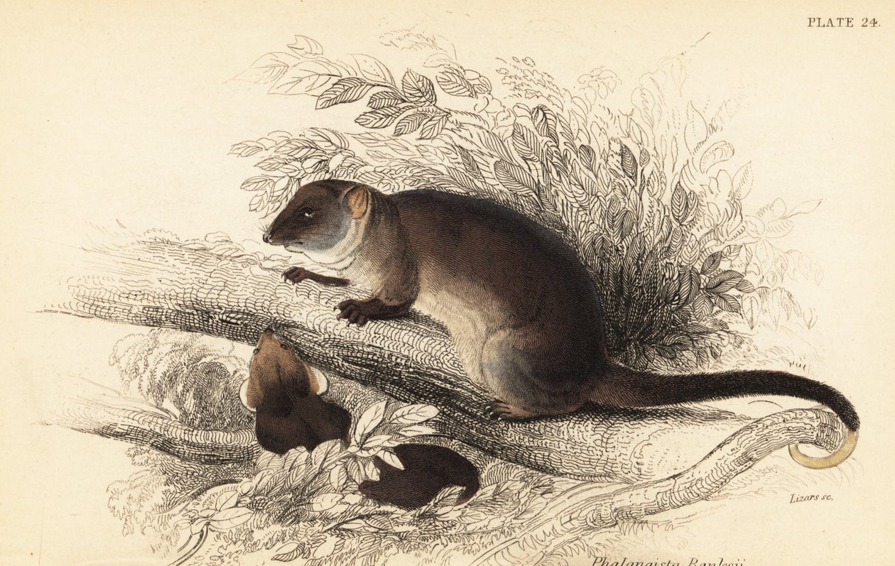 Näen sormushännän, Pseudocheirus peregrinus. ,1841 (kaiverrus) tekijältä Georges Robert Waterhouse