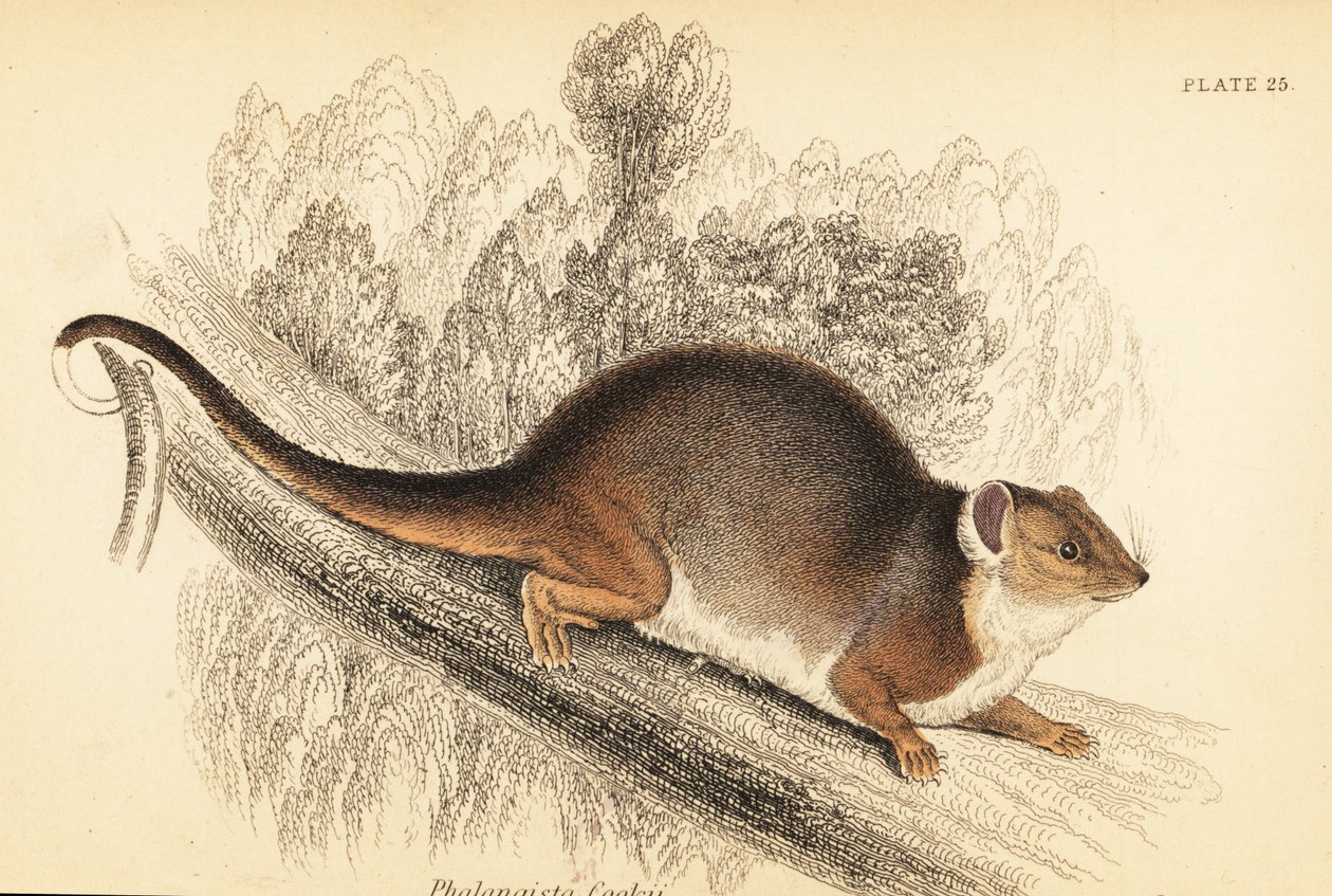 Näen sormushännän, Pseudocheirus peregrinus. ,1841 (kaiverrus) tekijältä Georges Robert Waterhouse