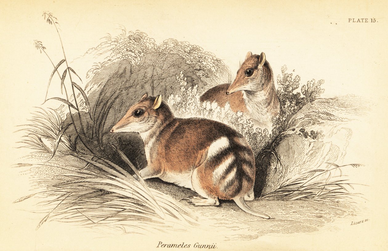 Itämäinen bandicoot, Perameles gunnii., 1841 (kaiverrus) tekijältä Georges Robert Waterhouse