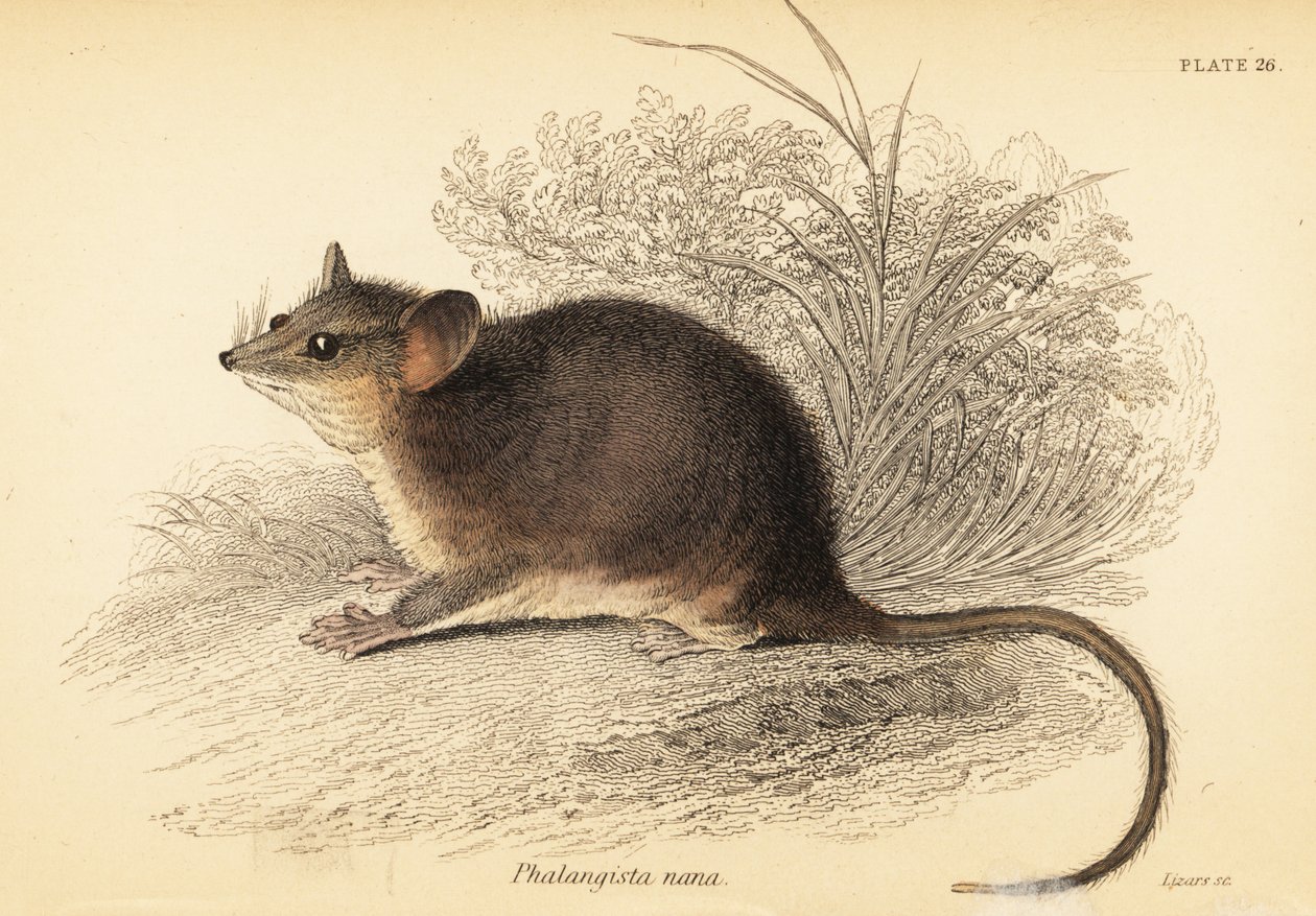 Itäinen pygmy possum, Cercartetus nanus., 1841 (kaiverrus) tekijältä Georges Robert Waterhouse