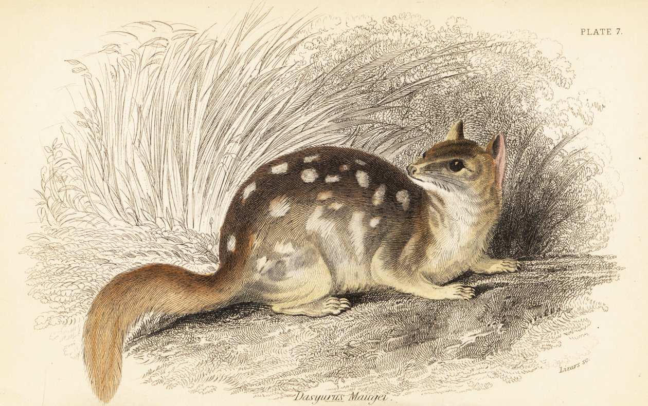 Itäinen quoll, Dasyurus pesukarhu. Uhanalainen. ,1841 (kaiverrus) tekijältä Georges Robert Waterhouse