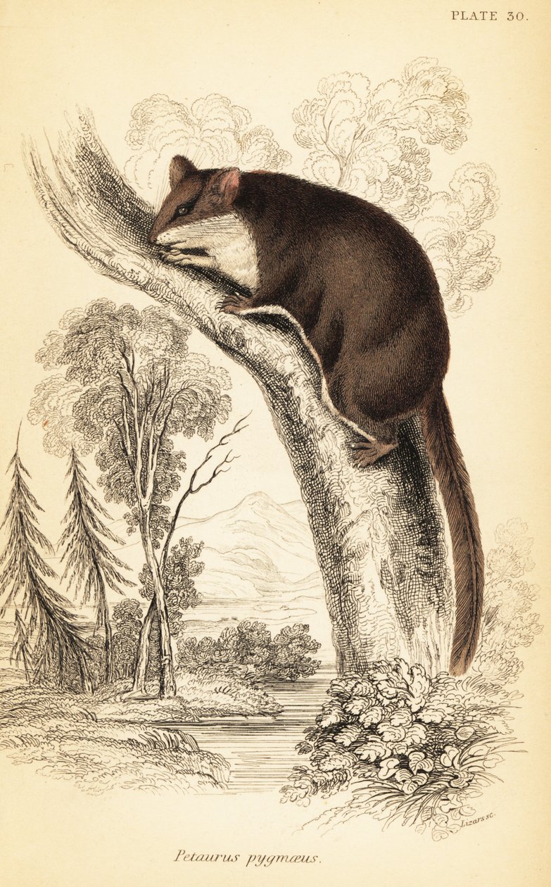 Feathertail purjelentokone, Acrobates pygmaeus. ,1841 (kaiverrus) tekijältä Georges Robert Waterhouse
