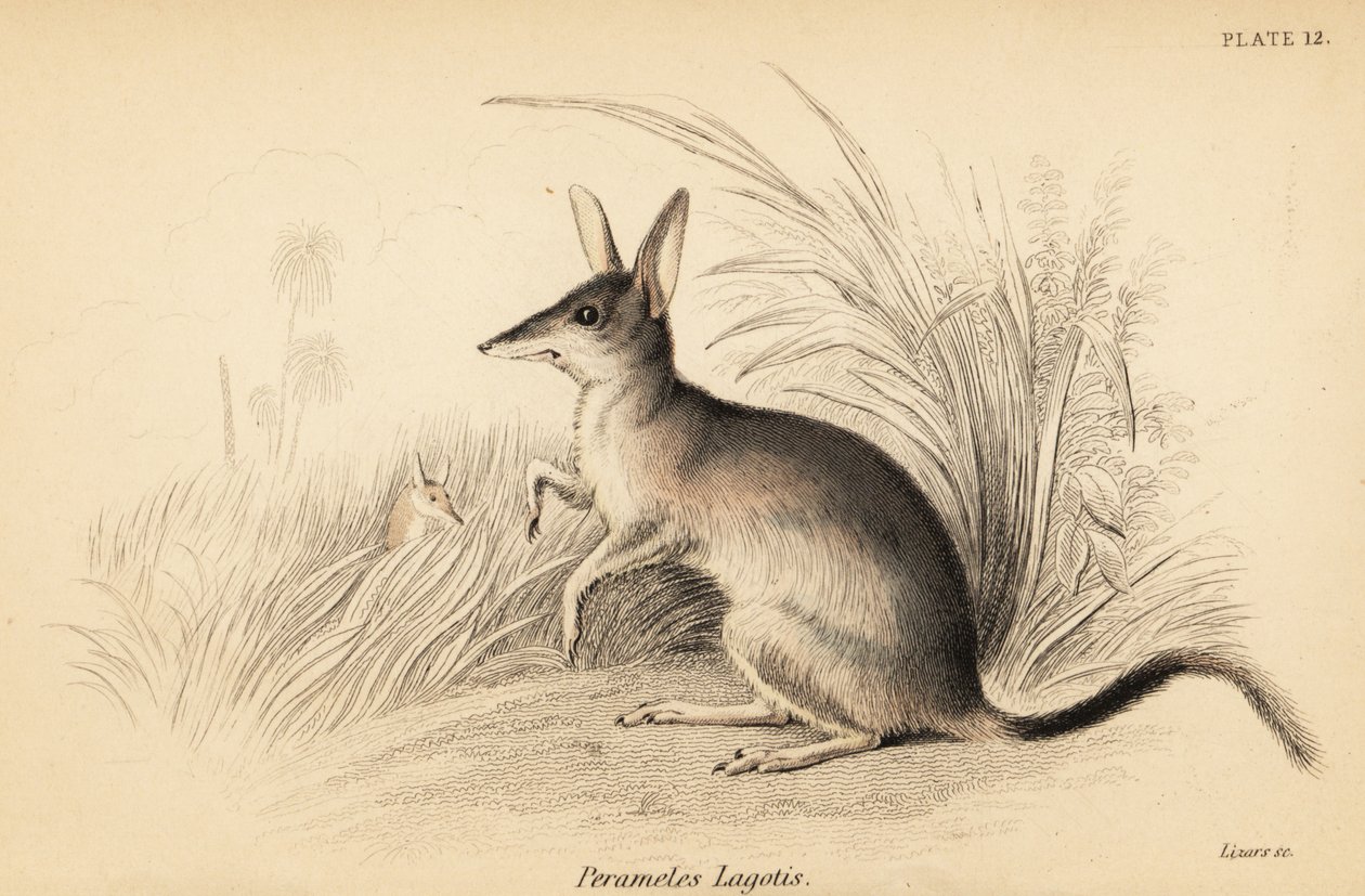 Suuri bilby, Macrotis lagotis. Uhanalainen. ,1841 (kaiverrus) tekijältä Georges Robert Waterhouse