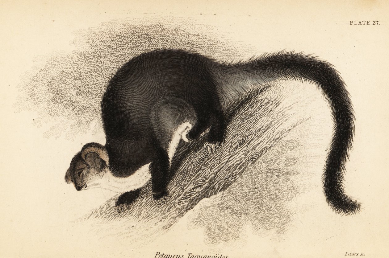 Suurliito, Petauroides volans. ,1841 (kaiverrus) tekijältä Georges Robert Waterhouse