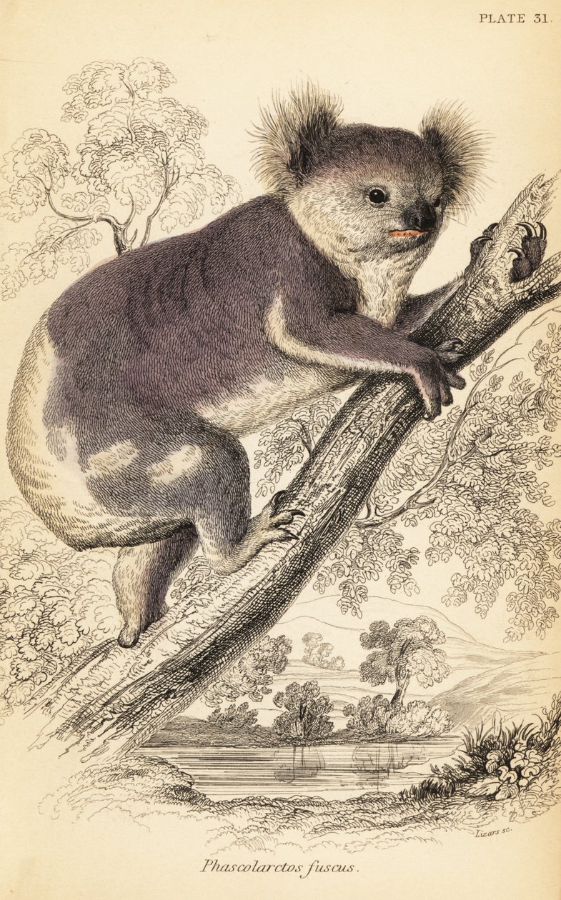 Koala, Phascolarctos cinereus., 1841 (kaiverrus) tekijältä Georges Robert Waterhouse