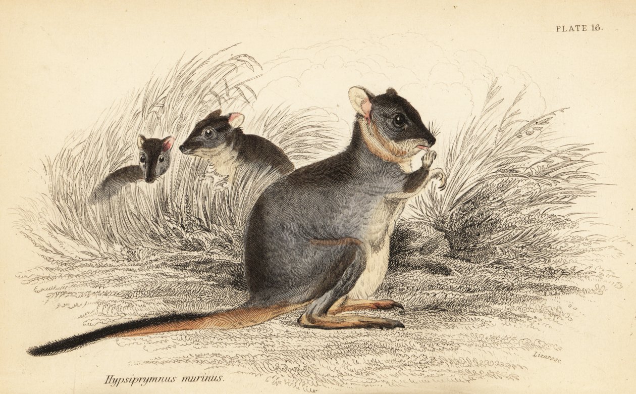 Pitkäjalkainen potoroo, Potorous longipes. Haavoittuva., 1841 (kaiverrus) tekijältä Georges Robert Waterhouse