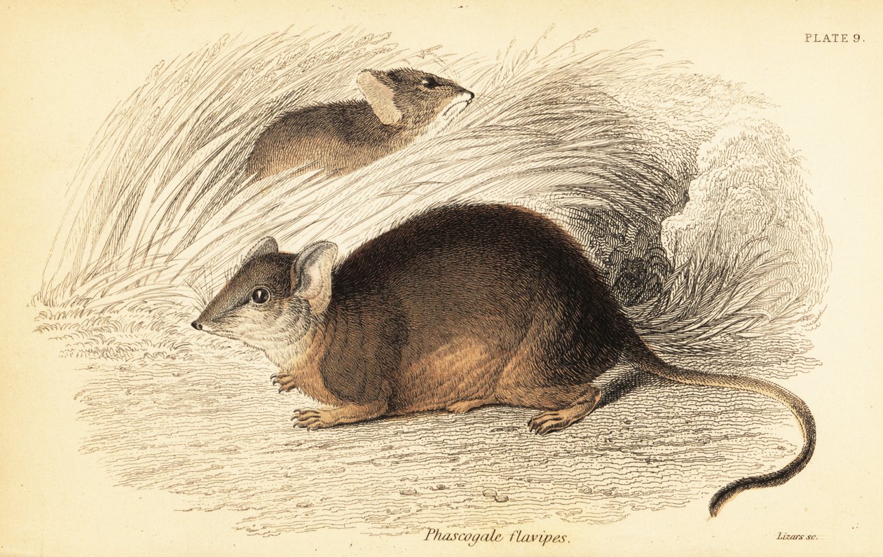 Mardo eli keltajalkainen antechinus, Antechinus flavipes. ,1841 (kaiverrus) tekijältä Georges Robert Waterhouse