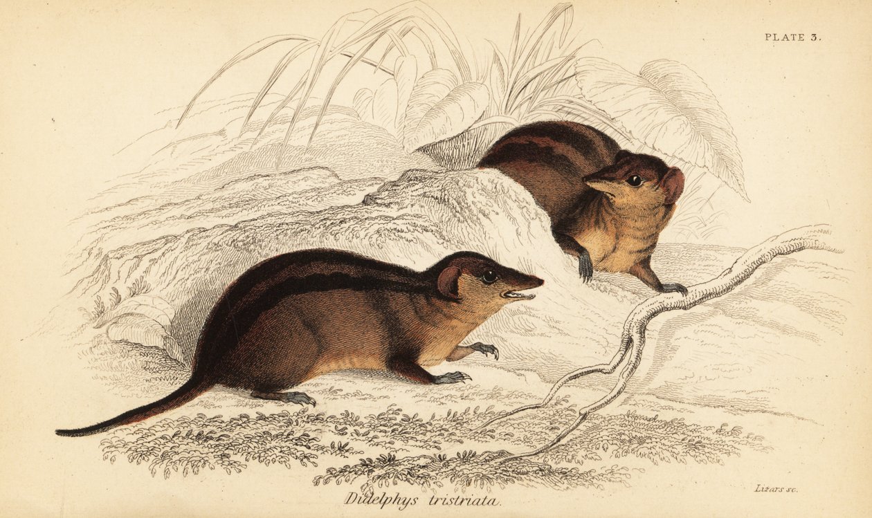 Pohjoinen kolmiraitainen opossumi, Monodelphis americana. ,1841 (kaiverrus) tekijältä Georges Robert Waterhouse