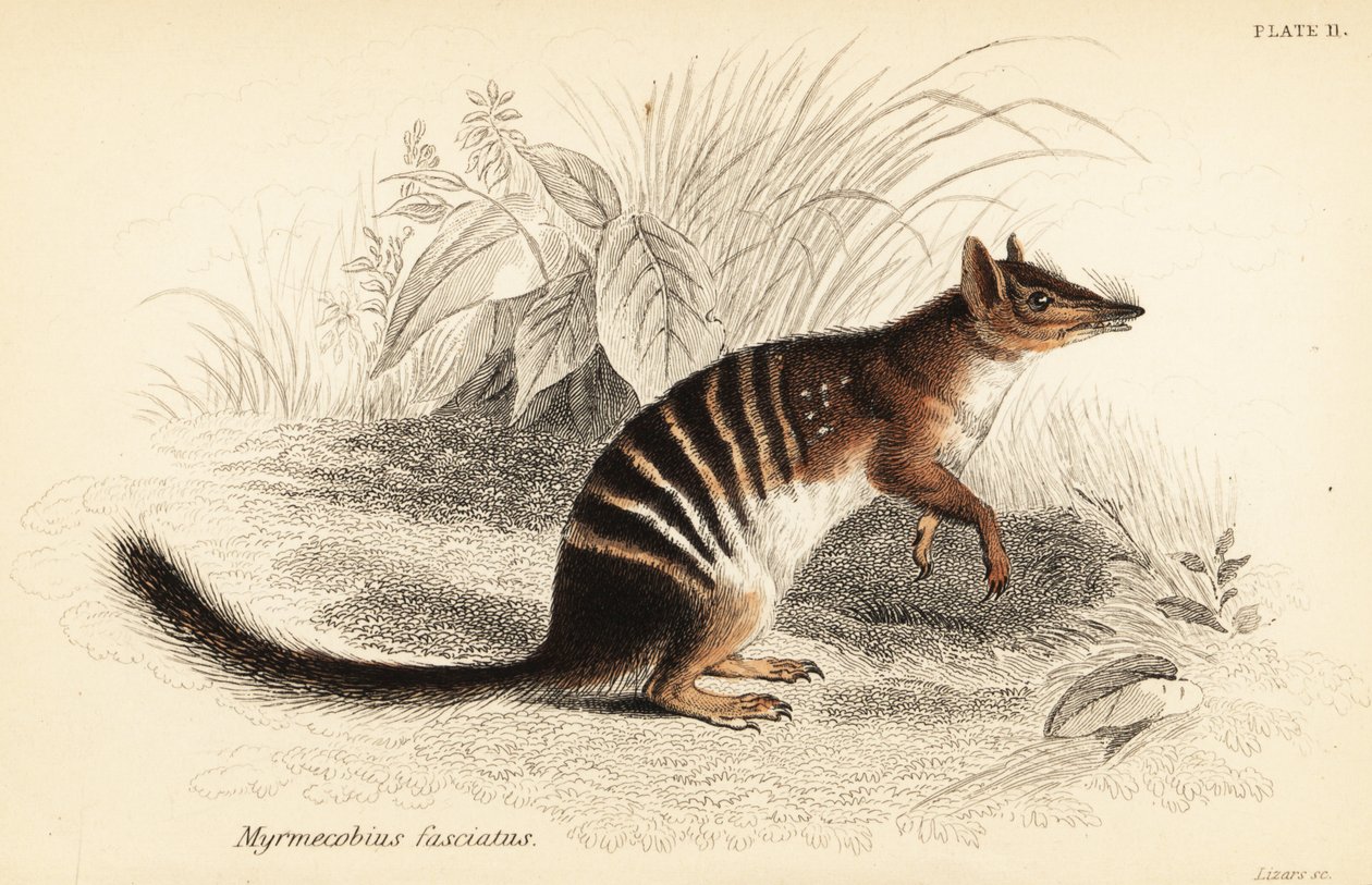 Numbat, Myrmecobius fasciatus. Uhanalainen. ,1841 (kaiverrus) tekijältä Georges Robert Waterhouse