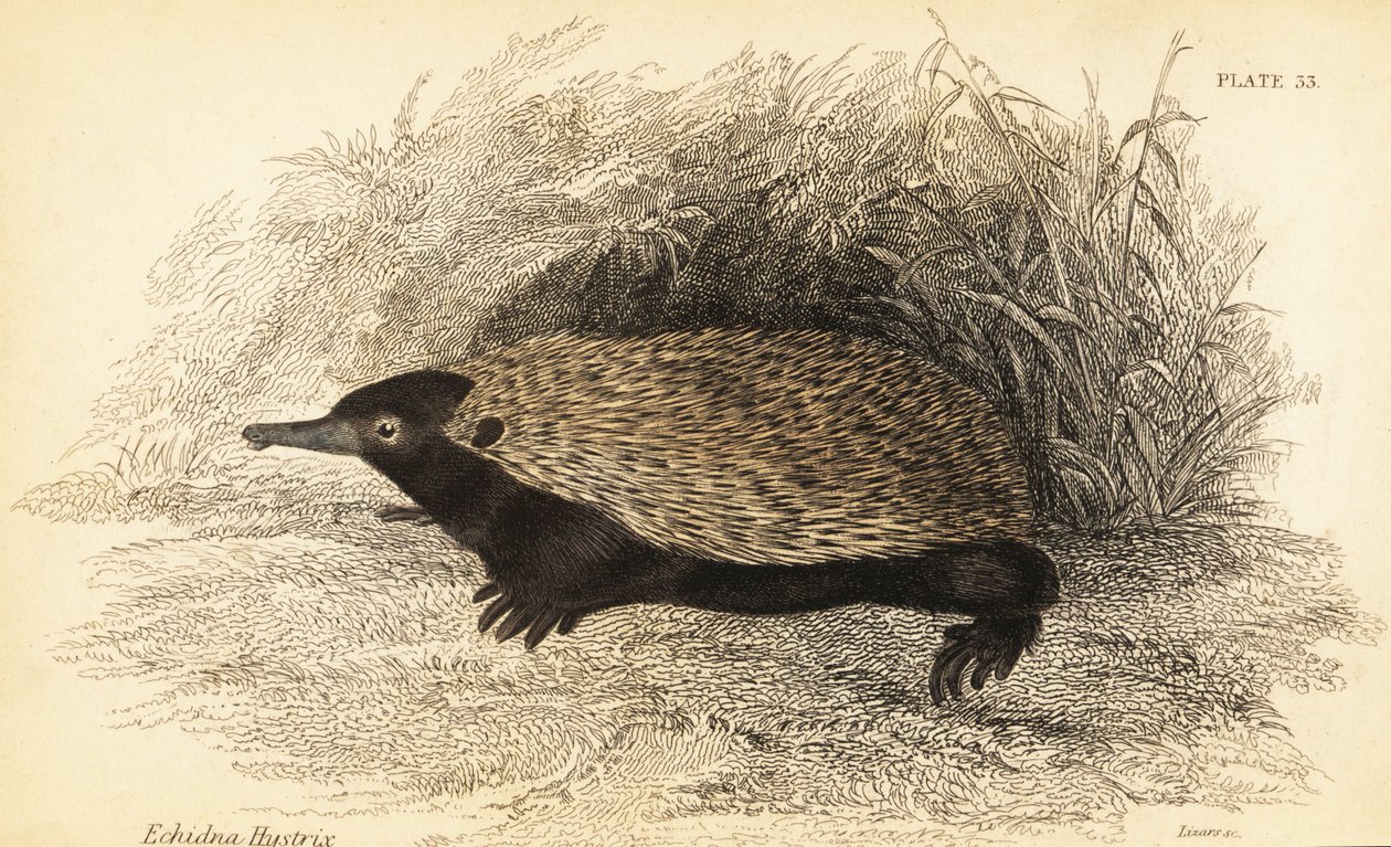 Lyhytnokkainen echidna, Tachyglossus aculeatus., 1841 (kaiverrus) tekijältä Georges Robert Waterhouse