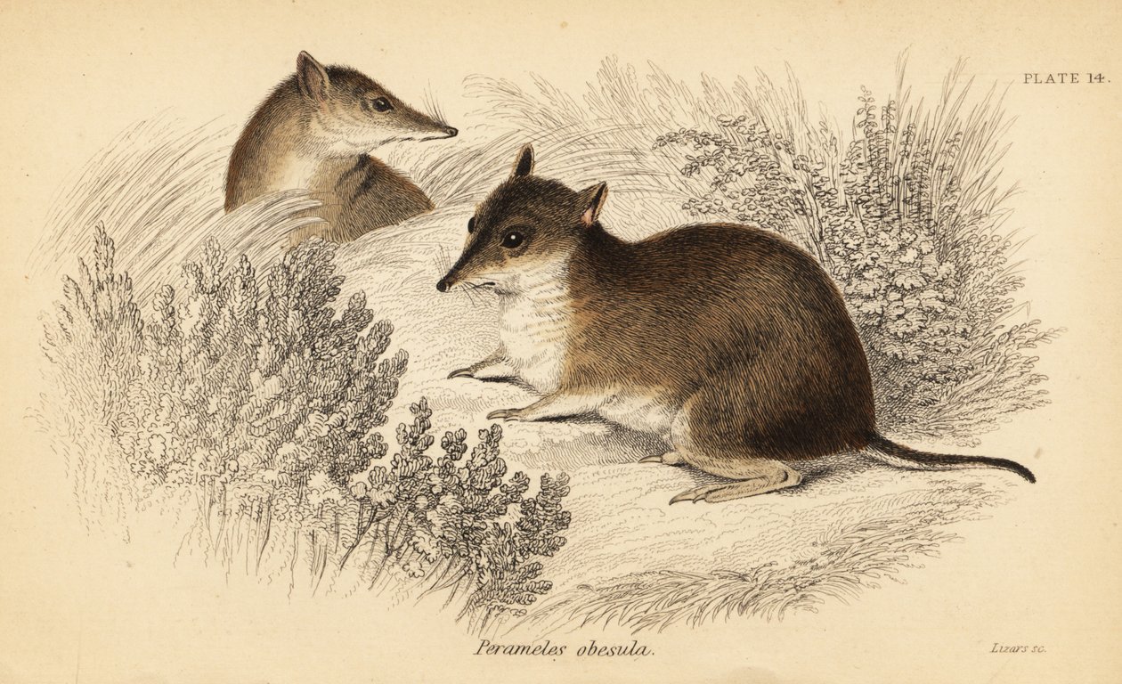 Eteläinen ruskea bandicoot, Isoodon obesulus. Uhanalainen. ,1841 (kaiverrus) tekijältä Georges Robert Waterhouse