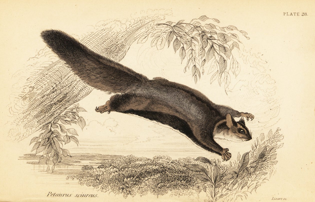 Oravaliito, Petaurus norfolcensis., 1841 (kaiverrus) tekijältä Georges Robert Waterhouse