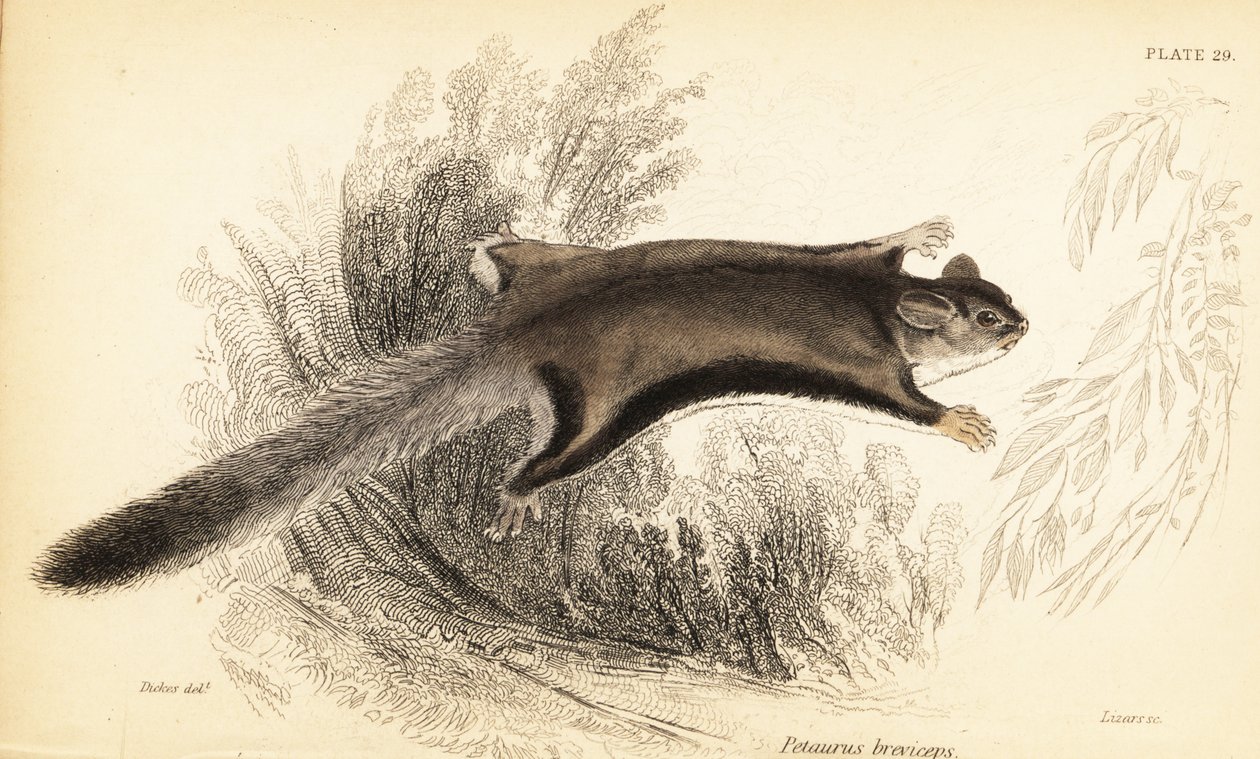 Sokeriliito, Petaurus breviceps., 1841 (kaiverrus) tekijältä Georges Robert Waterhouse